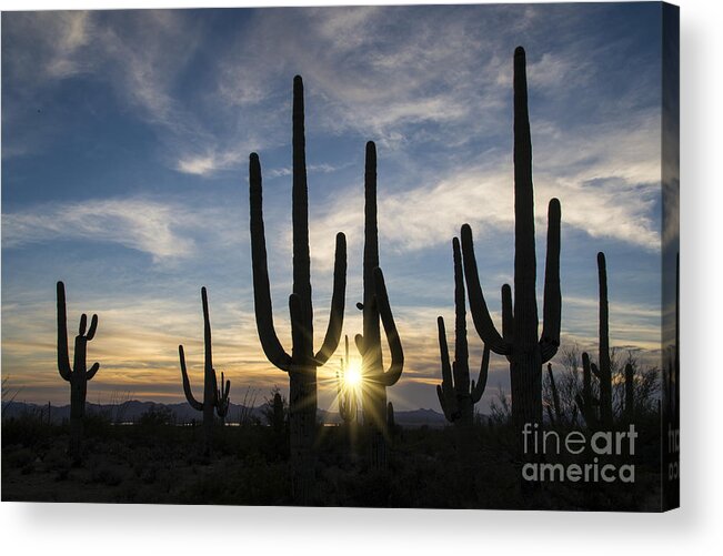 Acrylic Acrylic Print featuring the photograph Golden Sunset - Saguaro National Park by Sandra Bronstein