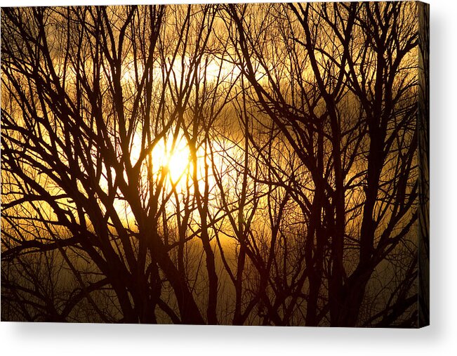 Tree Acrylic Print featuring the photograph Golden Tree Dream by James BO Insogna