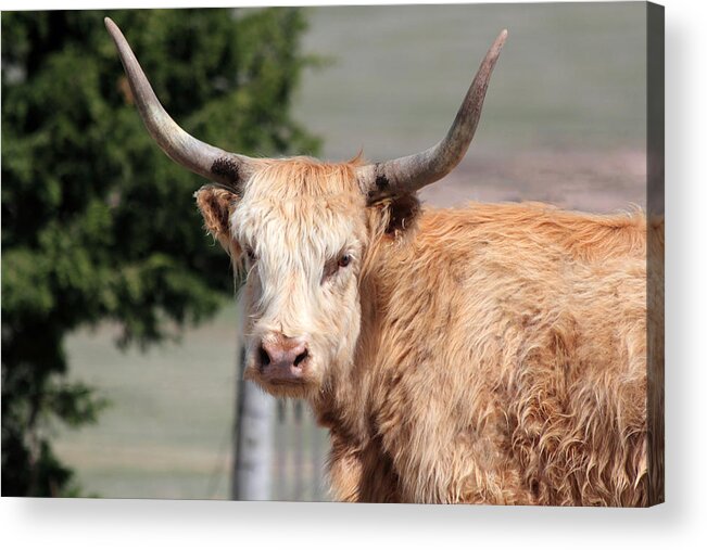 Yak Acrylic Print featuring the photograph Golden Yak by Shane Bechler