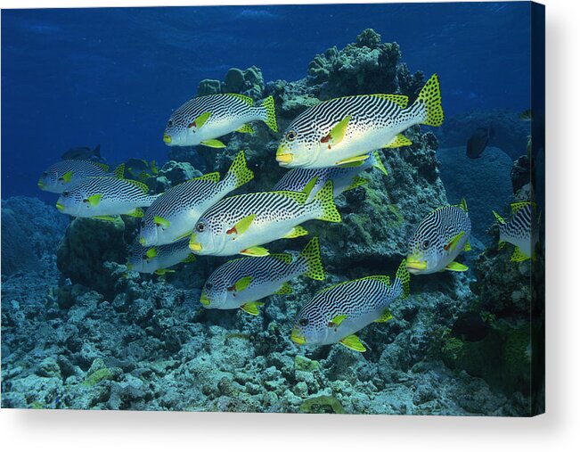 Underwater Acrylic Print featuring the photograph Goldman's Sweetlips fish by Comstock Images