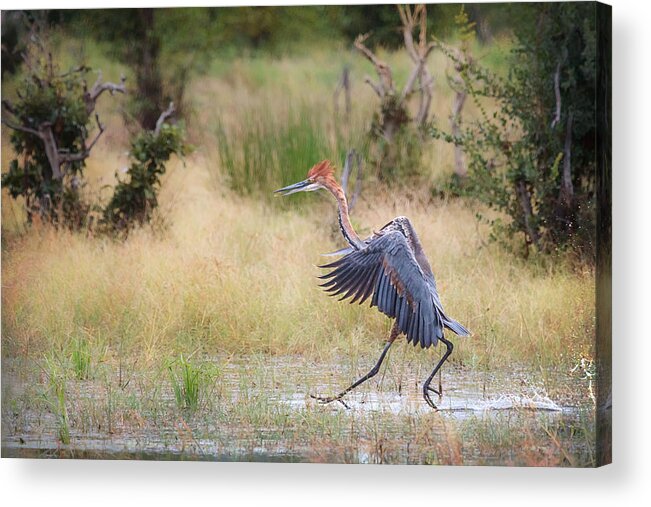 Africa Acrylic Print featuring the photograph Goliath Dances by Sylvia J Zarco