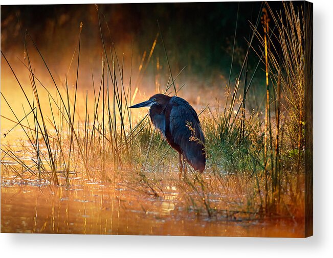 Heron Acrylic Print featuring the photograph Goliath heron with sunrise over misty river by Johan Swanepoel