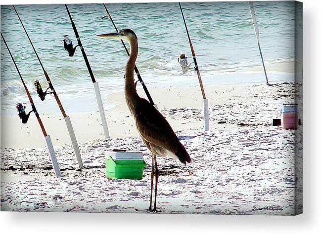 Herron Acrylic Print featuring the photograph Gone Fishing by Debra Forand