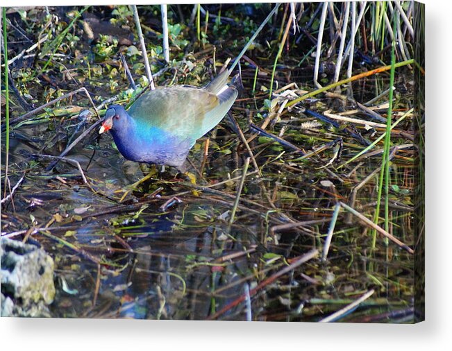 Everglades Acrylic Print featuring the photograph Gone Fishing by John Wall