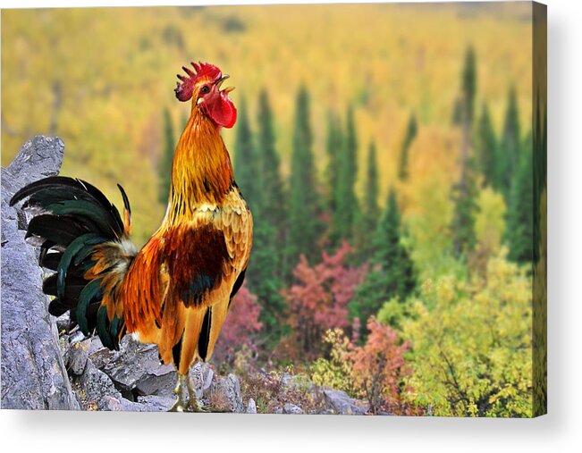 Chickens Acrylic Print featuring the photograph Good Morning America by Alexandra Till