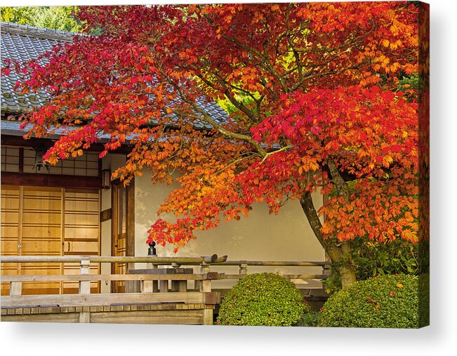 Portland Japanese Garden Acrylic Print featuring the photograph Good morning maple by Kunal Mehra