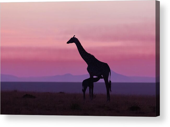 Giraffe Acrylic Print featuring the photograph Good Morning Masai Mara 7 by Libor Plo?ek