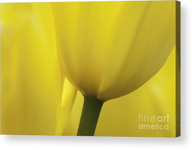 Tulip Acrylic Print featuring the photograph Good Morning Sunshine by Patty Colabuono