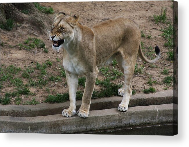 Zoo Acrylic Print featuring the photograph Good Morning by Vadim Levin