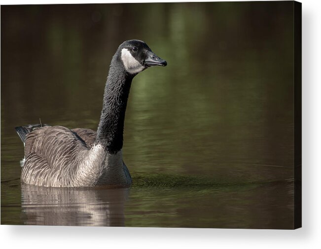 Goose On Water Acrylic Print featuring the photograph Goose On Pond by Len Romanick