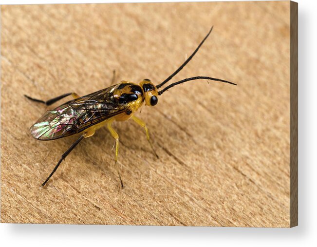 Insect Acrylic Print featuring the photograph Gooseberry Sawfly by Nigel Downer