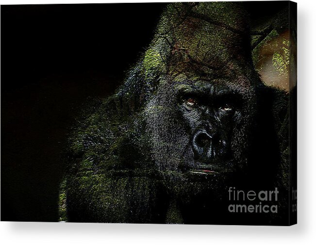 Gorilla Paintings Acrylic Print featuring the mixed media Gorilla by Marvin Blaine