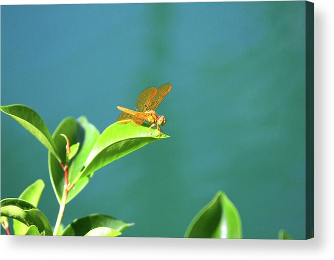 Dragonfly Acrylic Print featuring the photograph Gossamar Wings by James Knight
