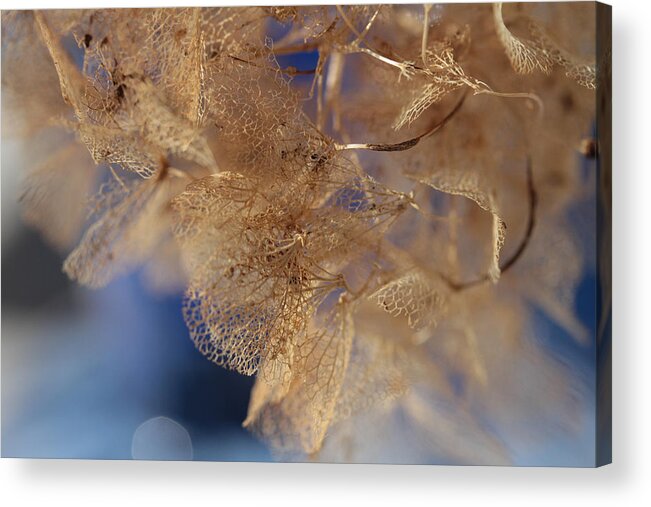 Hydrangea Acrylic Print featuring the photograph Gossamer by Connie Handscomb