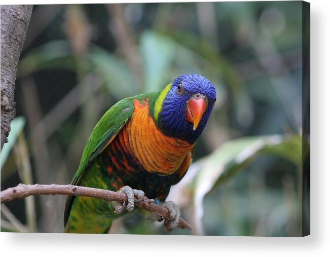 Lorie Acrylic Print featuring the photograph Curious Lorikeet by Valerie Collins