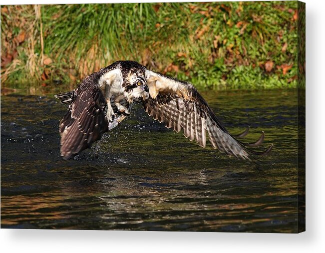 Osprey With Catch Acrylic Print featuring the photograph Gotcha by Mike Farslow