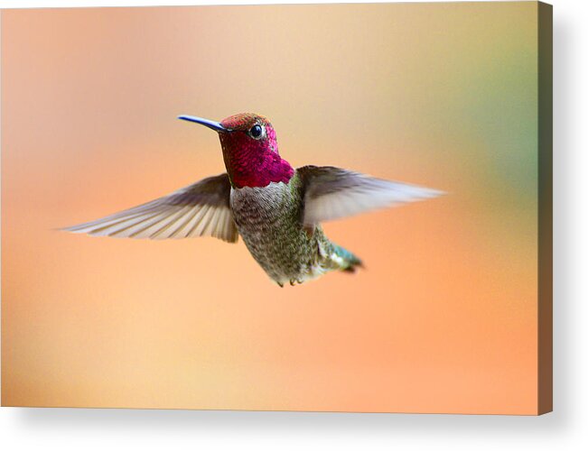 Hummers Acrylic Print featuring the photograph Graceful Beauty by Lynn Bauer