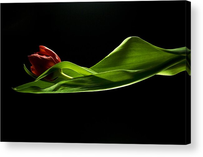 Tulip Acrylic Print featuring the photograph Graceful Light by Elsa Santoro