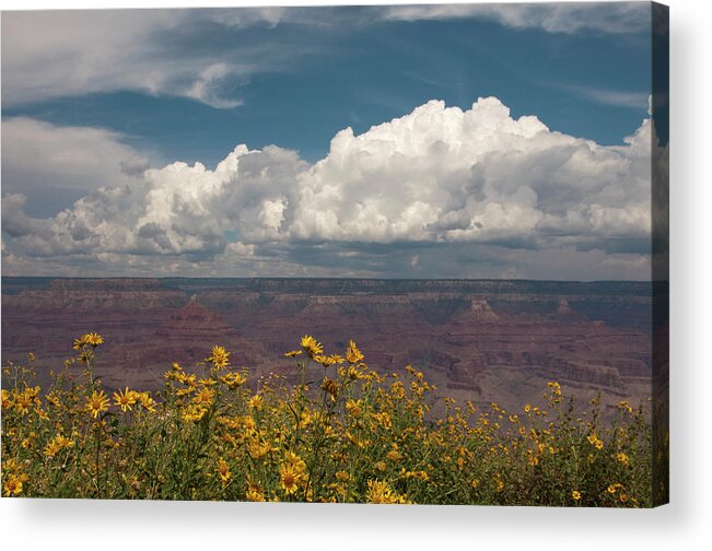 Geology Acrylic Print featuring the photograph Grand Canyon With Flowers In Foreground by Carolyn Hebbard