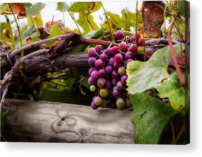 Grape Acrylic Print featuring the photograph Grapes on the Vine by Ron Pate