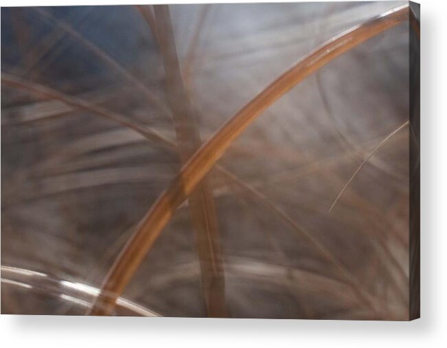 Grass Acrylic Print featuring the photograph Grass - Abstract 1 by Natalie Rotman Cote