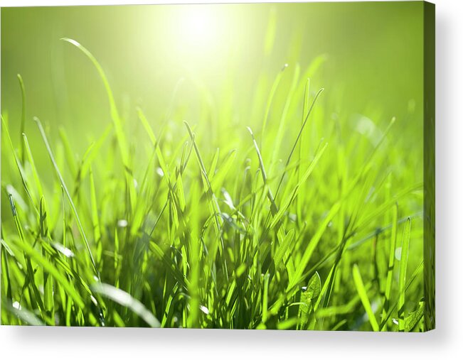 Grass Acrylic Print featuring the photograph Grass With Sunlight by Neoblues