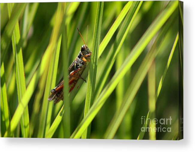Insect Acrylic Print featuring the photograph Grasshopper in Grass by Karen Adams