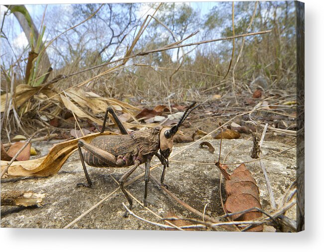 496564 Acrylic Print featuring the photograph Grasshopper In Woodland Gorongosa by Piotr Naskrecki