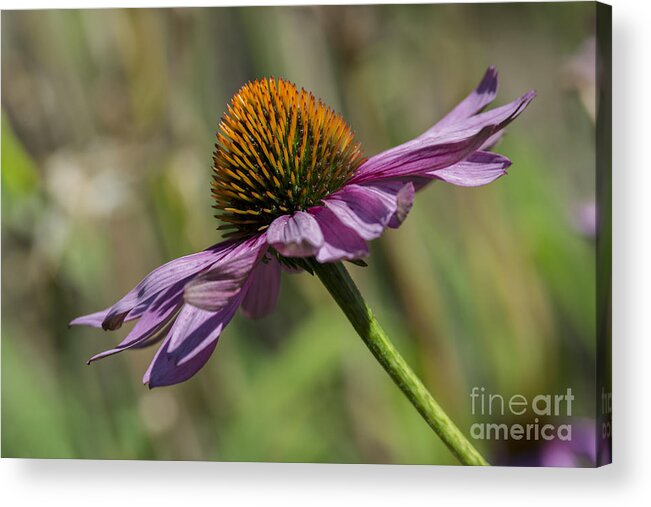 Coneflower Acrylic Print featuring the photograph Gravity... by Dan Hefle