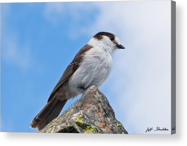 Animal Acrylic Print featuring the photograph Gray Jay With Blue Sky Background by Jeff Goulden
