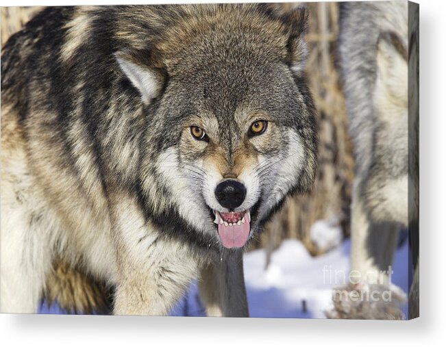 Wolf Acrylic Print featuring the photograph Gray Wolf, Canis Lupus by M. Watson