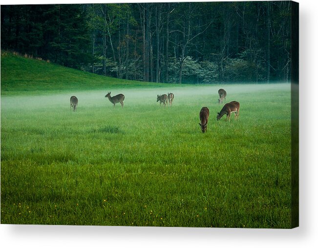 Great Smoky Mountains National Park Acrylic Print featuring the photograph Grazing Deer by Jay Stockhaus