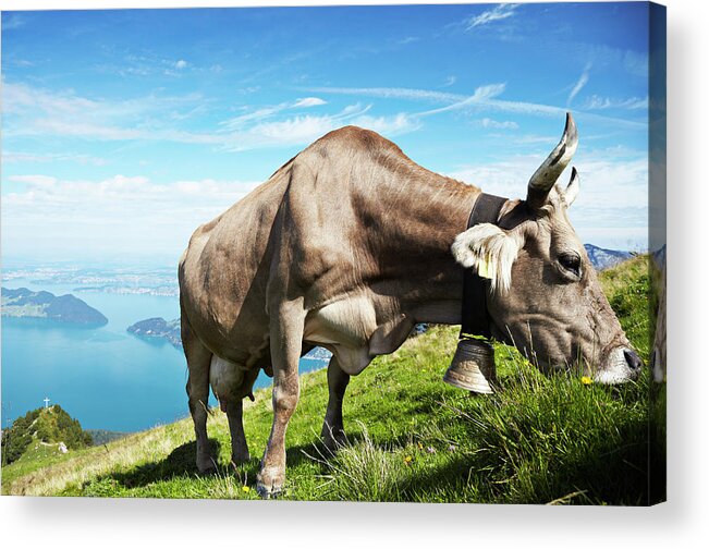 Horned Acrylic Print featuring the photograph Grazing Grace by Ideeone