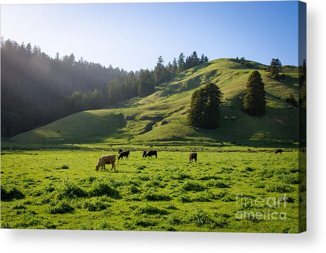 Cml Brown Acrylic Print featuring the photograph Grazing Hillside by CML Brown