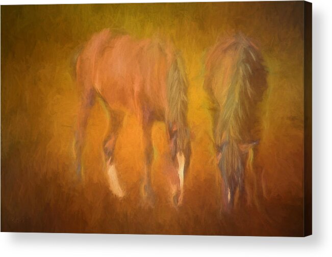 Horses Acrylic Print featuring the photograph Grazing Horses by Clare VanderVeen