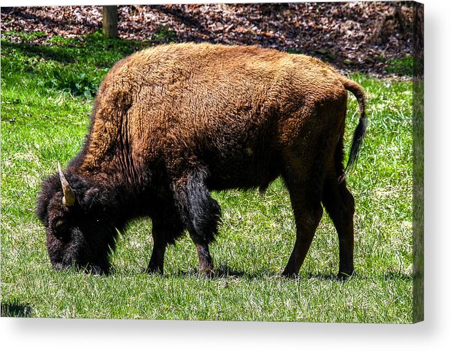 American Bison Acrylic Print featuring the photograph Grazing In The Grass by Robert L Jackson