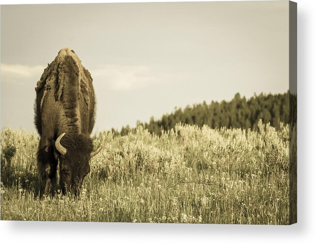 American Acrylic Print featuring the photograph Grazing by Off The Beaten Path Photography - Andrew Alexander
