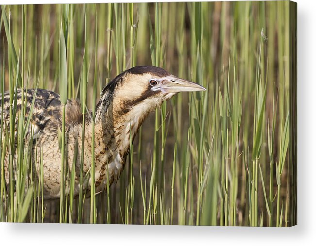 Flpa Acrylic Print featuring the photograph Great Bittern In Reeds Suffolk England by Dickie Duckett