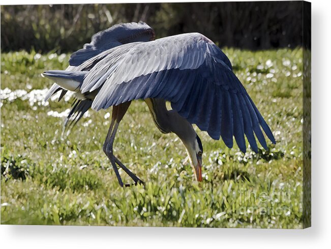 Kate Brown Acrylic Print featuring the photograph Great Blue Dining Out by Kate Brown