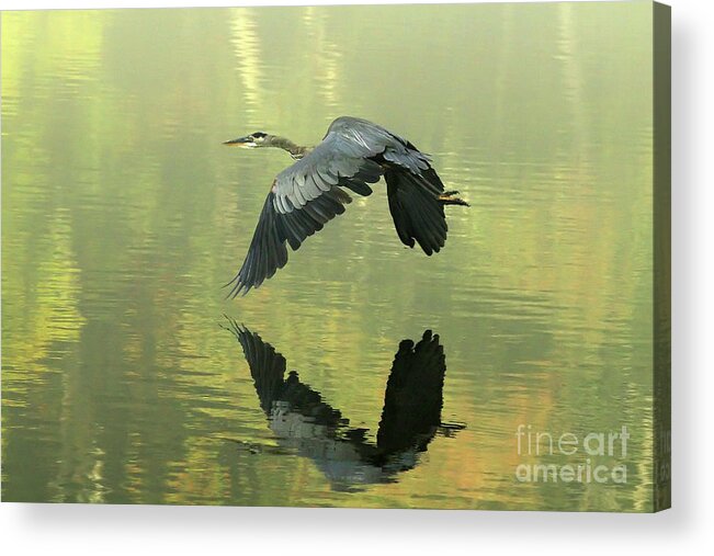 Blue Acrylic Print featuring the photograph Great Blue Fly-by by Douglas Stucky