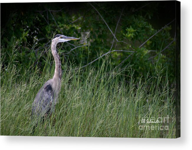 Great Blue Heron Acrylic Print featuring the photograph Great Blue Heron 02 by E B Schmidt