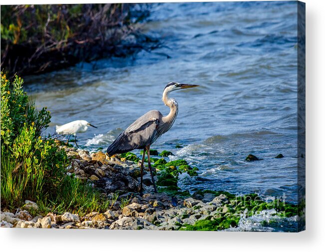Great Blue Heron Acrylic Print featuring the photograph Great Blue Heron and Snowy Egret at Dinner Time by Debra Martz