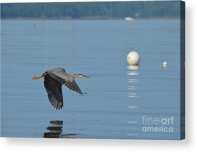 Great Blue Heron Acrylic Print featuring the photograph Great Blue Heron by DejaVu Designs