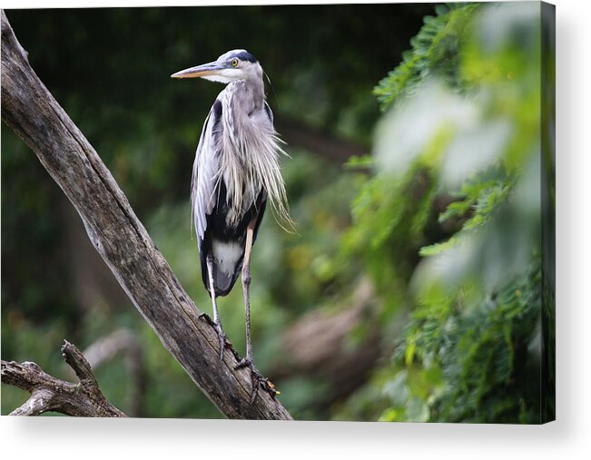 Port Dover Acrylic Print featuring the photograph Great Blue Heron by Gary Hall