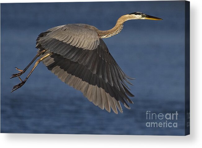 Ardea Herodias Acrylic Print featuring the photograph Great Blue Heron by J L Woody Wooden