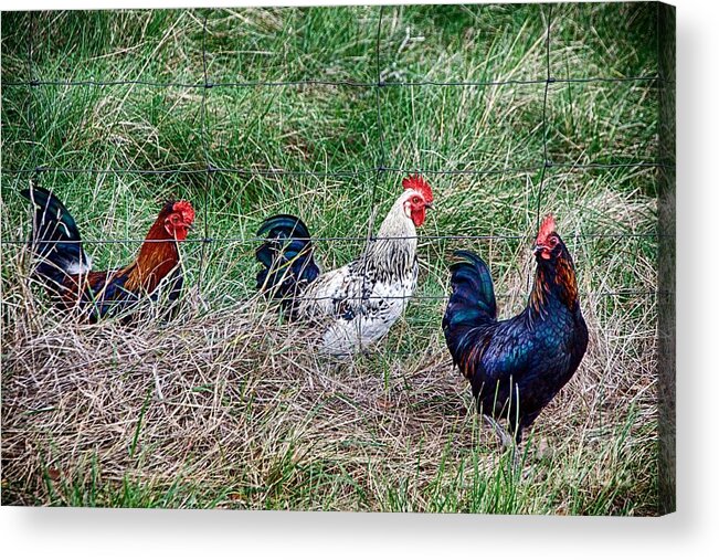 Chicken Acrylic Print featuring the photograph Great Eggscape by Ken Williams