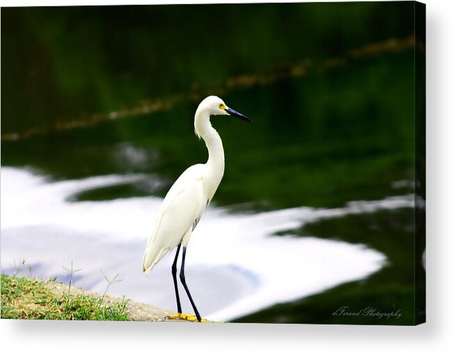  Tropical Acrylic Print featuring the photograph Great Egret by Debra Forand