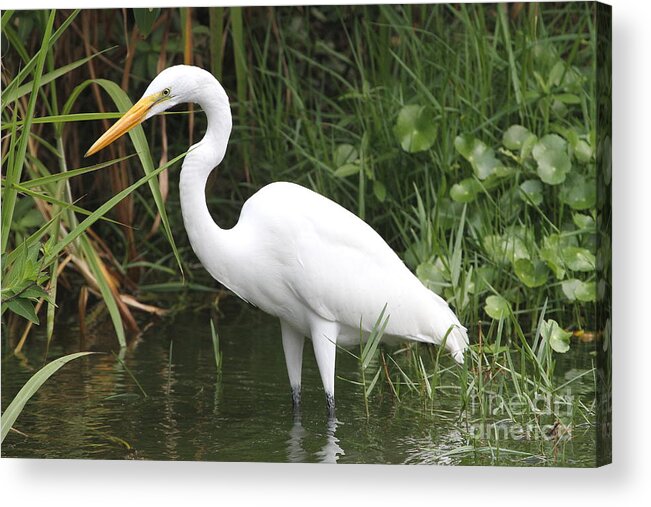 Egret Acrylic Print featuring the photograph Great Egret by Ken Keener