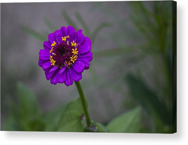 Daisy Acrylic Print featuring the photograph Great flower by Paulo Goncalves
