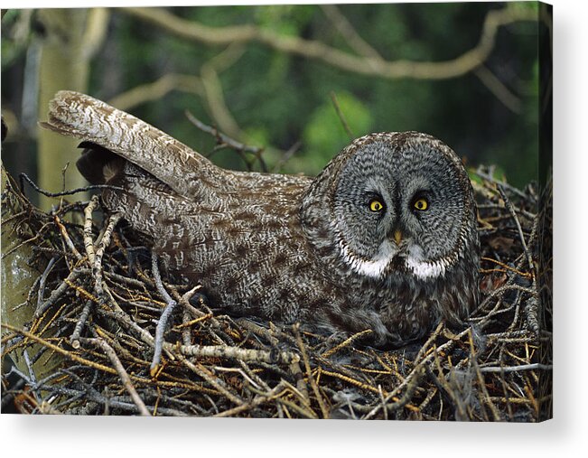 Feb0514 Acrylic Print featuring the photograph Great Gray Owl Incubating Eggs by Michael Quinton